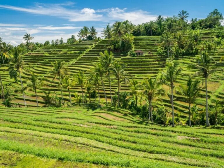 800x600 - Balijatiluwih-rice-terraces-landscape-in-bali-indonesia