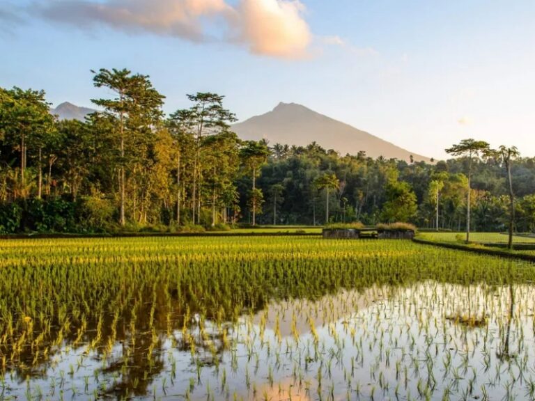 800x600 - Lombokrijstterrassen-tetebatu-lombok-balitravel-1-4
