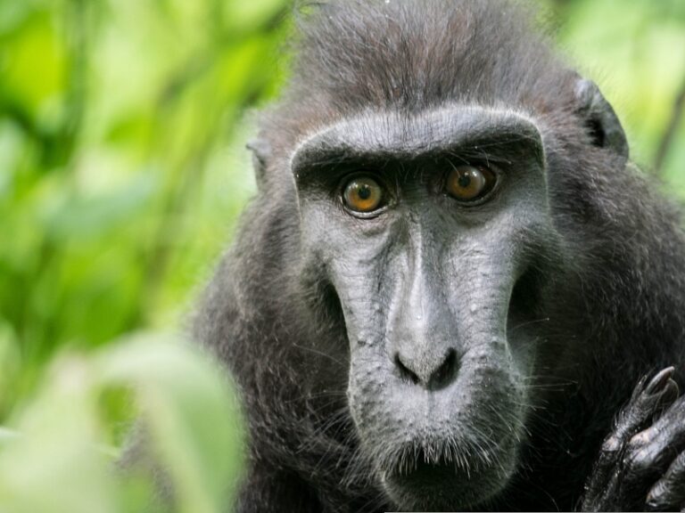 800x600 - Sulawesidighini-celebes-crested-macaque-1884939
