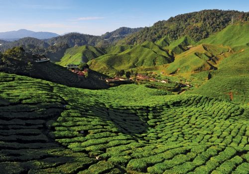 SCENIC VIEW OF THE TEA PLANTATION (CAMERON HIGHLAND) - PAHANG