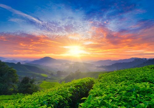 beautiful moment during sunrise at tea farm. dramatic clouds. yellow color on the sky.