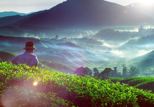 49665147 - farmer tea plantation malaysia culture occupation concept