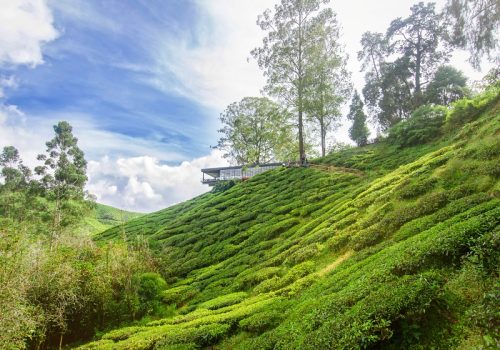 TEA PLANTATION IN THE CAMERON HIGHLANDS