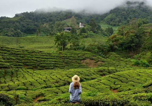The Cameron Highlands the Garden of Malaysia
