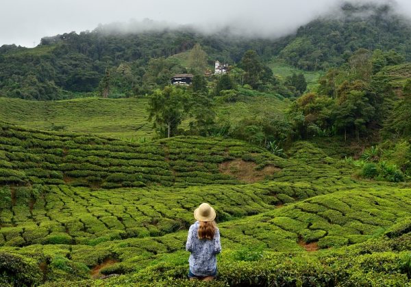 The Cameron Highlands the Garden of Malaysia