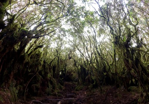 Mossy Forest
