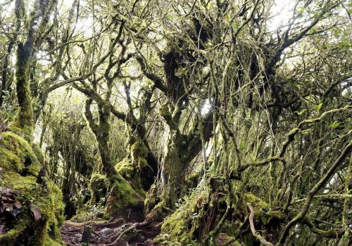 13177245 - mystical and beautiful famous green mossy forest in cameron highland