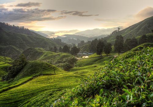 Tea plantation at the Cameron Highland, Malaysia