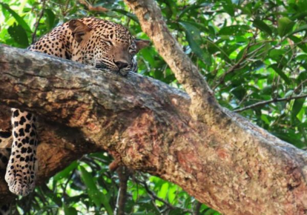 800 - Day 5 Wilpattu Leopard 4