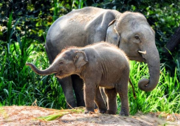 800 - Elefanten - mother-elephant-with-baby