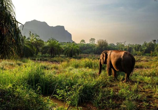 800 - Elephant Encounter Krabi Spesi - P083KS Giant Tour (3)