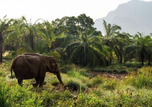 800 - Elephant Encounter Krabi Spesi - P083KS Giant Tour (4)