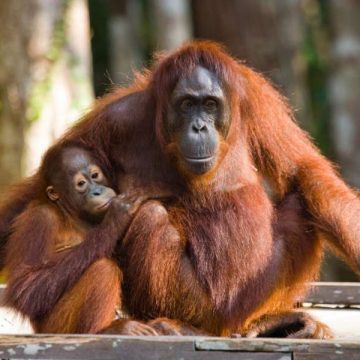 800 - Indonesien - female-of-the-orangutan-with-a-baby-are-sitting-on-a-wooden-platform-in-the-jungle-indonesia-the-island-of-borneo-kalimantan