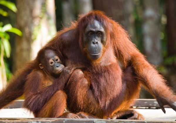 800 - Indonesien - female-of-the-orangutan-with-a-baby-are-sitting-on-a-wooden-platform-in-the-jungle-indonesia-the-island-of-borneo-kalimantan