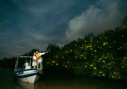 The Kampung Kuantan Firefly Park adventure began in the 1970s when a local entrepreneur foresaw the commercial potential of this magical event. The project was later entrusted to the Kuala Selangor District Council, who has continued its development to accommodate the increasing number of tourists.