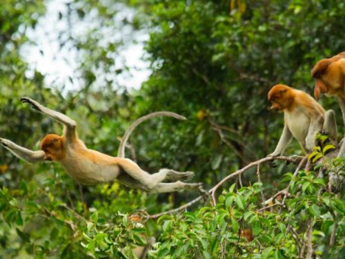 800 - Kalimantan - family-of-proboscis-monkeys-are-sitting-in-a-tree-in-the-jungle-indonesia-the-island-of-borneo-kalimantan