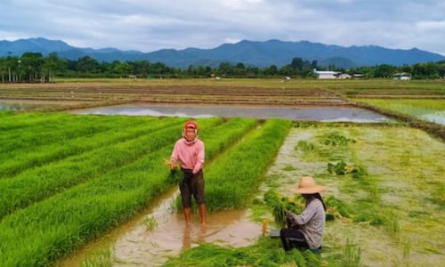 800 - Khum Lannakhum-lanna-local-reduced-size-1_orig