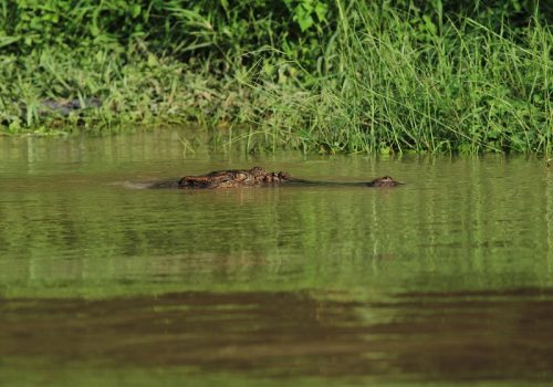 800 - KinabatanganKinabatangan River - Croc