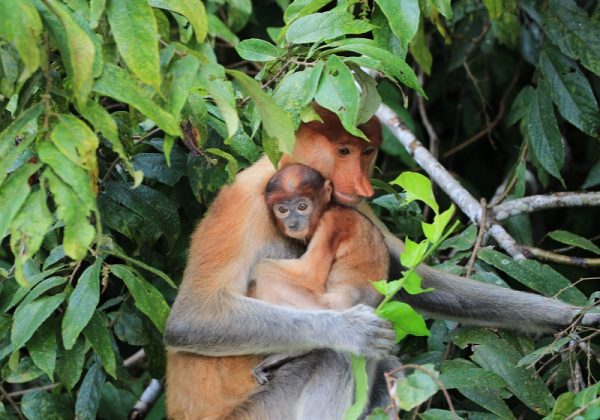 800 - KinabatanganKinabatangan River - Proboscis Monkey