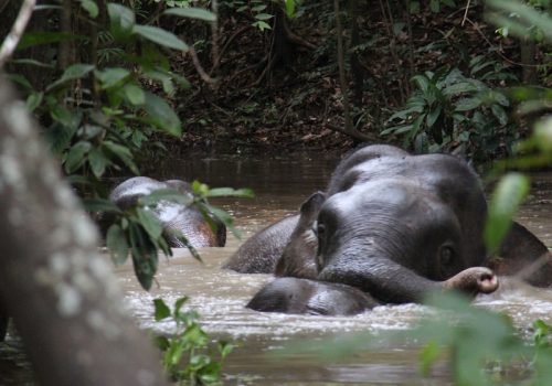 800 - KinabatanganKinabatangan River - Pygmy Elephants