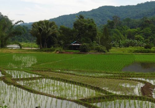 800 - Kiulu Villagekiulu-padifields-1