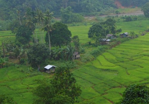 800 - Kiulu Villagekiulu-padifields-5