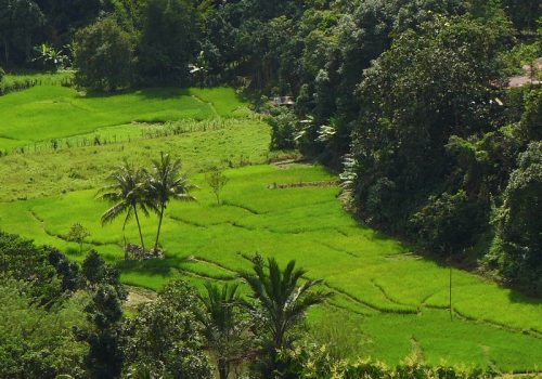 800 - Kiulu Villagekiulu-padifields-9