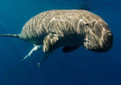 800 - Koh Libong - dugong-sea-cow-swims-in-the-sea