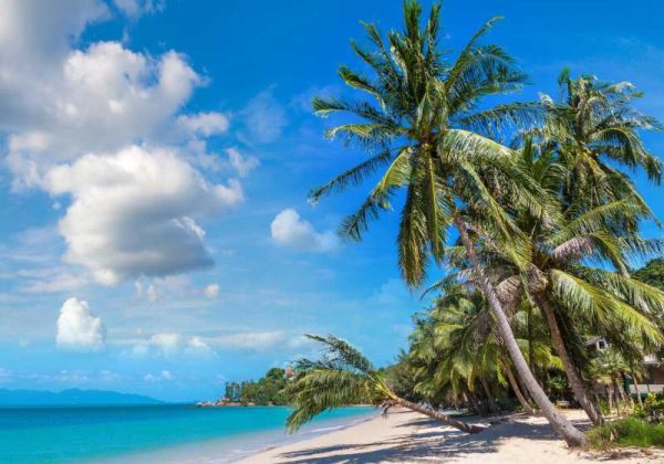 800 - Koh Samui - tropical-beach-with-palm-trees-on-koh-samui-island