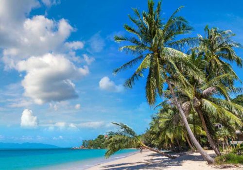 800 - Koh Samui - tropical-beach-with-palm-trees-on-koh-samui-island