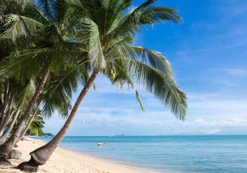 800 - Koh Samui - tropical-sand-beach-with-coconut-trees-at-the-morning-thailand-samui-island-maenam