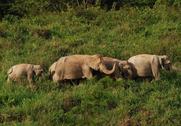 800 - Kui Buri - national-park-3866450_1280