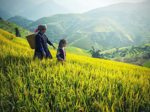 800 - Laos - agriculture-1822446_1920