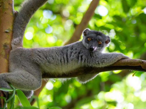 800 - Madagaskar - a-brown-maki-has-made-itself-comfortable-on-a-branch