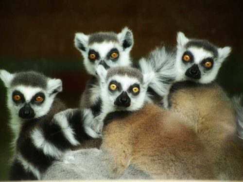 800 - Madagaskar - beautiful-shot-of-the-cute-ring-tailed-lemurs-staring-intensely