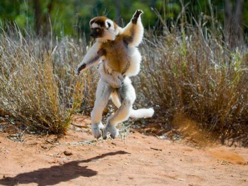 800 - Madagaskar - dancing-sifaka-from-madagascar-is-jumping