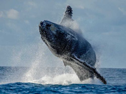 800 - Madagaskar - humpback-whale-jumps-out-of-the-water-beautiful-jump-madagascar-st-mary-s-island