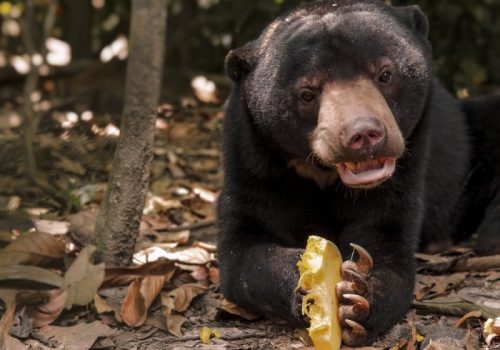 800 - MalaienbärGWM+Hungry+SB