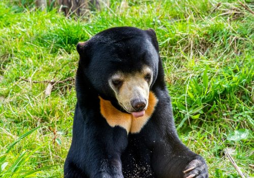 800 - Malaienbärdarren-welsh-bKmy6LM3yKA-unsplash