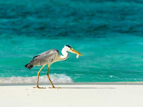 800 - Malediven - heron-catching-fish-in-the-maldives