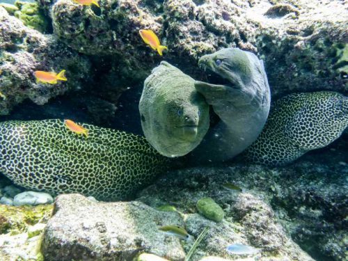 800 - Malediven - honeycomb-and-giant-moray-eels-maldives