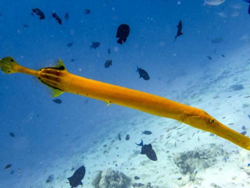 800 - Malediven - yellow-trumpetfish-in-the-indian-ocean-maldives