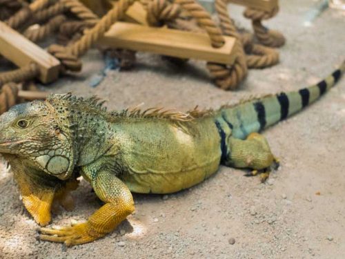 800- Mauritius - an-iguana-on-a-reservation-on-the-island-of-mauritius-a-large-lizard-iguana-in-a-park-on-the-island-of-mauritius
