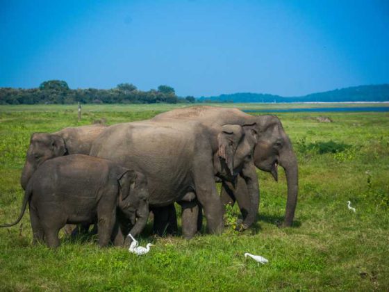 800 - Minneriya - wild-elephants-and-safari-at-kaudulla-minneriya-in-sri-lanka(1)