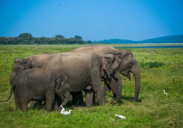 800 - Minneriya - wild-elephants-and-safari-at-kaudulla-minneriya-in-sri-lanka(1)