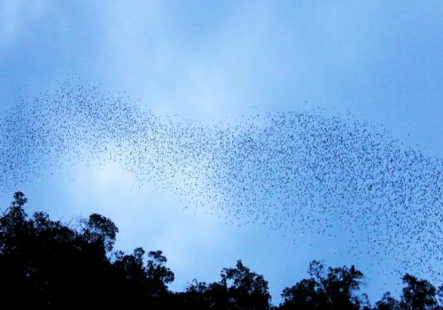 800 - Mulu1473221581-XL