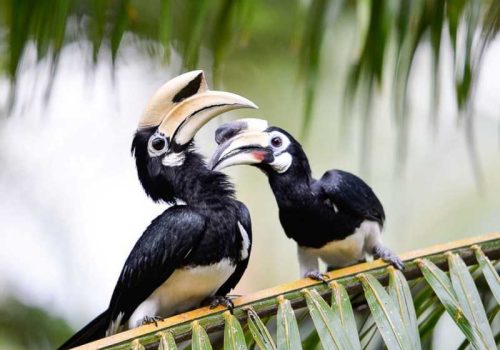800 - Paradise Koh Yao - Hornbills_resize