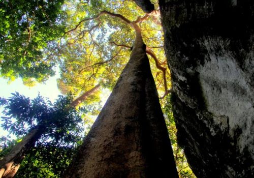 800 - RI-L-4-002Easia_Travel_Ban_Kietngong_-_Xepian_Natural_Protected