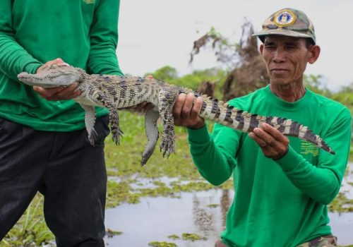 800 - RI-L-4-002Siamese_Crocodile_Savannakhet_Phouthone_and_Sisavath