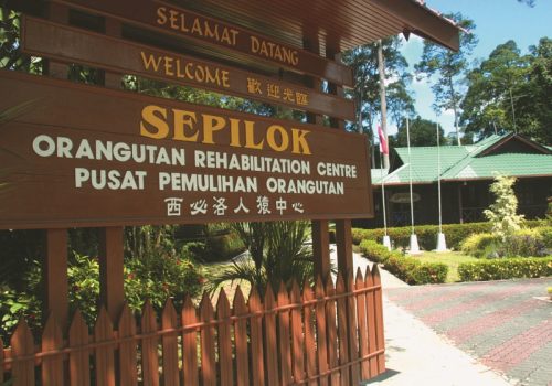 SEPILOK ORANG UTAN REHABILATION CENTRE - SABAH